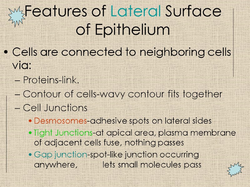 Features of Lateral Surface of Epithelium Cells are connected to neighboring cells via: Proteins-link.